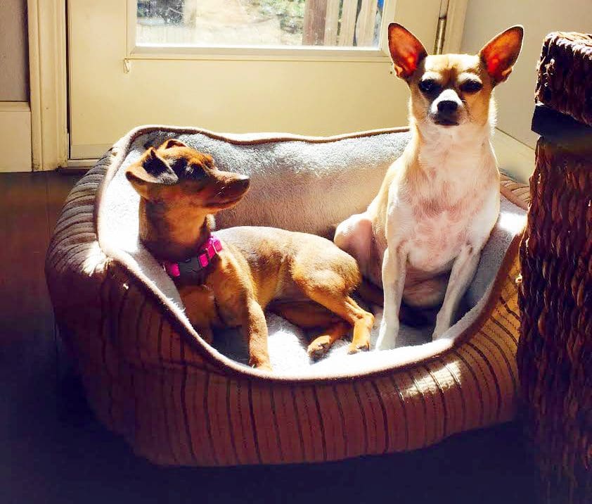 Two dogs relaxing in a cozy bed.